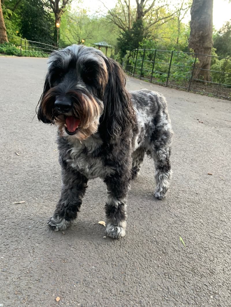 Black-and-grey cockapoo with a neat trim standing on a park path, mouth open