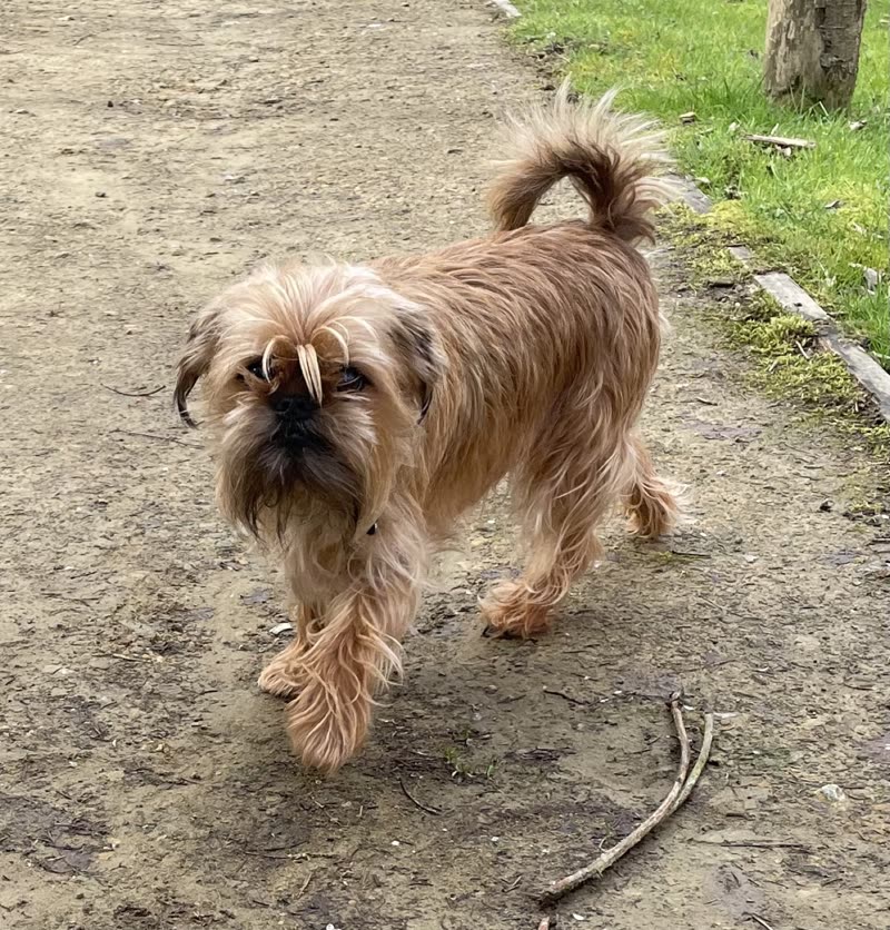 Scruffy long-haired small dog walking along a muddy park path