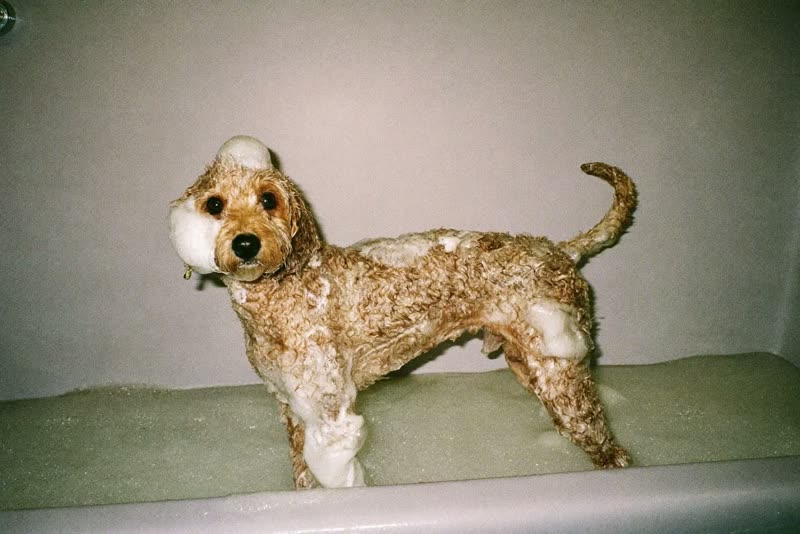 Small curly dog covered in suds in a grooming bath