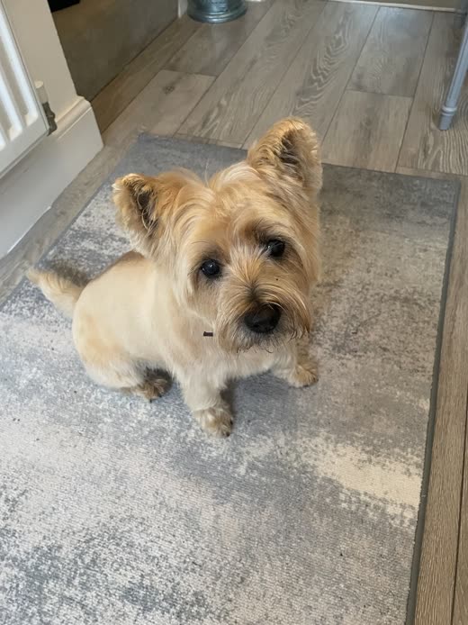 Small tan Yorkie with a fresh short trim sitting on a grey rug, looking up