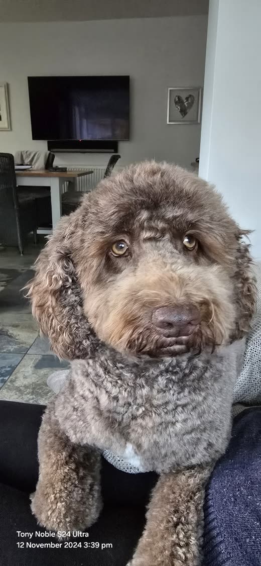 Chocolate curly cockapoo with a fresh short clip sitting on a sofa
