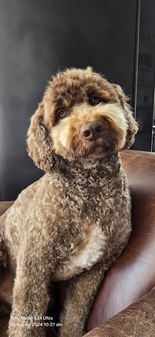 Brown curly cockapoo with a short clip sitting on a leather chair