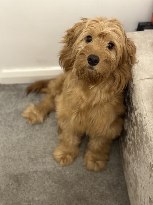 Fluffy apricot cockapoo puppy sitting on grey carpet